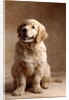 Golden Retriever Puppy by Anonymous