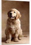 Golden Retriever Puppy by Anonymous