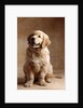 Golden Retriever Puppy by Anonymous