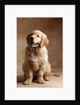 Golden Retriever Puppy by Anonymous