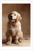 Golden Retriever Puppy by Anonymous