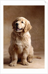 Golden Retriever Puppy by Anonymous