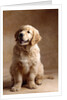 Golden Retriever Puppy by Anonymous