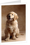 Golden Retriever Puppy by Anonymous