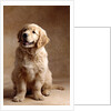Golden Retriever Puppy by Anonymous
