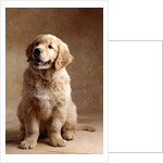Golden Retriever Puppy by Anonymous