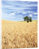 Sprawling Wheat Fields by Anonymous