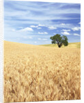 Sprawling Wheat Fields by Anonymous
