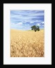Sprawling Wheat Fields by Anonymous