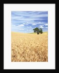 Sprawling Wheat Fields by Anonymous