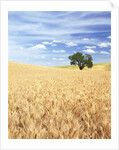 Sprawling Wheat Fields by Anonymous