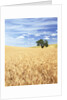 Sprawling Wheat Fields by Anonymous