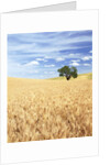 Sprawling Wheat Fields by Anonymous