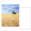 Sprawling Wheat Fields by Anonymous