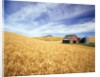 Wheat Field Surrounding Barn by Anonymous