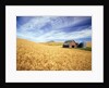 Wheat Field Surrounding Barn by Anonymous