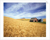Wheat Field Surrounding Barn by Anonymous