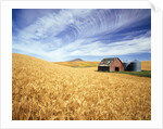 Wheat Field Surrounding Barn by Anonymous