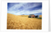 Wheat Field Surrounding Barn by Anonymous