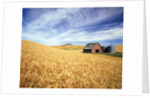 Wheat Field Surrounding Barn by Anonymous