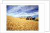 Wheat Field Surrounding Barn by Anonymous