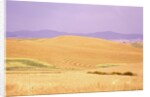 Rolling Wheat Fields by Anonymous