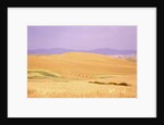 Rolling Wheat Fields by Anonymous