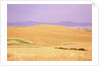 Rolling Wheat Fields by Anonymous