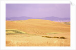 Rolling Wheat Fields by Anonymous