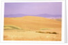 Rolling Wheat Fields by Anonymous