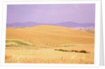 Rolling Wheat Fields by Anonymous