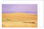 Rolling Wheat Fields by Anonymous
