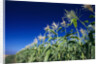 Row of Corn Growing in Field by Anonymous