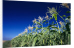 Row of Corn Growing in Field by Corbis