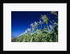 Row of Corn Growing in Field by Corbis