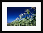 Row of Corn Growing in Field by Corbis