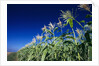 Row of Corn Growing in Field by Corbis