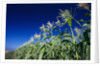 Row of Corn Growing in Field by Corbis