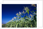 Row of Corn Growing in Field by Anonymous