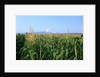 Corn Growing Near Mt. Hood by Anonymous