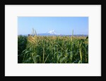 Corn Growing Near Mt. Hood by Anonymous