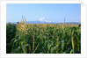 Corn Growing Near Mt. Hood by Anonymous
