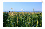 Corn Growing Near Mt. Hood by Anonymous