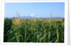 Corn Growing Near Mt. Hood by Anonymous