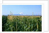 Corn Growing Near Mt. Hood by Anonymous