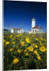 Wildflowers Blooming Near Lighthouse by Anonymous