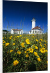 Wildflowers Blooming Near Lighthouse by Anonymous