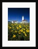 Wildflowers Blooming Near Lighthouse by Anonymous