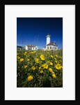 Wildflowers Blooming Near Lighthouse by Anonymous