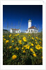 Wildflowers Blooming Near Lighthouse by Anonymous